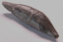 Sperm Whale tooth :Scaldicetus grandis