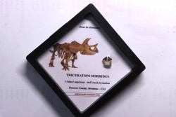 dinosaure tooth: TRICERATOPS HORRIDUS