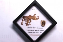 dinosaure tooth: TRICERATOPS HORRIDUS