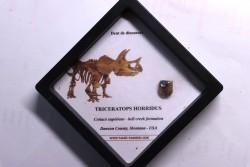 coffret dent de TRICERATOPS HORRIDUS