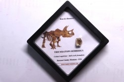 coffret dent de TRICERATOPS HORRIDUS