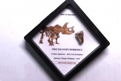 coffret dent de TRICERATOPS HORRIDUS