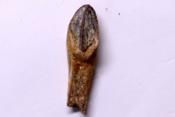 dent de dinosaure HADROSAURE: edmontosaurus anneltens - Hell Creek  Fmt - cretacé supérieur - Montana, USA