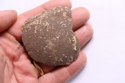 œuf de dinosaure TITANOSAURE: SALTASAURUS