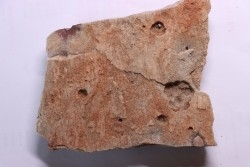Namacalathus hermanestes & Albumarid Skinnera sp.  Precambrian, Ediacara period, Nama formation  Dish River Canyon, Namibia