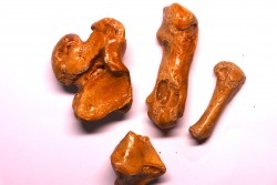 CAVERN BEAR BONES - Ursus spelaeus - Pléistocène  from  Europe.
