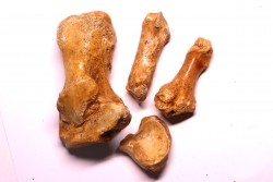 COLLECTION D'OS D' OURS DES CAVERNES - Ursus spelaeus - Pléistocène d'Europe