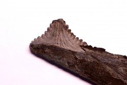 Dent de requin : EDESTUS HEINRICHI - Pennsylvannien - Sparta, Illinois - USA