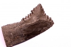 Dent de requin : EDESTUS HEINRICHI - Pennsylvannien - Sparta, Illinois - USA