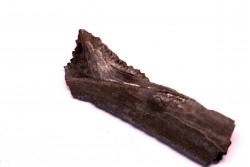 Dent de requin : EDESTUS HEINRICHI - Pennsylvannien - Sparta, Illinois - USA