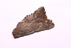 shark teeth: EDESTUS HEINRICHI - Pennsylvannian - Sparta, Illinois - USA