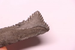 Dent de requin : EDESTUS HEINRICHI - Pennsylvannien - Sparta, Illinois - USA