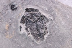 PLACODERME:  Microbrachius - Dévonien moyen -"old red sandstone Fmt"-  Orkney, Scotland