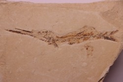 Ichthyotringa damoni - Santonian - Sahel Alma - LIBANON