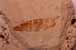 crustacé thylacocéphale: Pseuderichtus cretaceus - Santonien - Sahel Alma - LIBAN