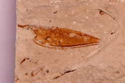 crustacé thylacocéphale: Pseuderichtus cretaceus - Santonien - Sahel Alma - LIBANON