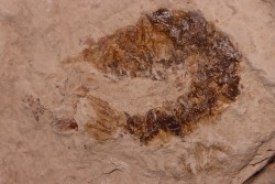 Palaeobenthesicymus libanensis - Santonien - Sahel Alma - LIBAN