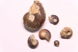 COLLECTION DE GONIATITES EN LIMONITE: Manticoceras - dévonien supérieur - Budesheim, Eifel, Germany