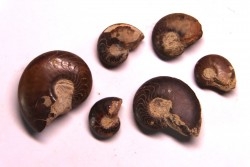 set of 6 GONIATITES: Manticoceras - upper devonian - Budesheim, Eifel, Germany