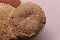 Stomechinus bigranularis  bathonien  La motte Bourbon - Montreuil Bellay, FRANCE