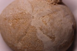 Echinantus scutella  Eocene - lutetien  Avesa, Verona, ITALY