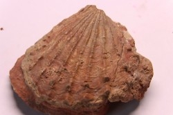 Ctenostreon elea - toarcien - Saint Romain au mont d'or, Rhone, FRANCE