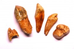 SET OF CAVERN BEAR TOOTH - Ursus spelaeus - Pléistocène  from  Europe.
