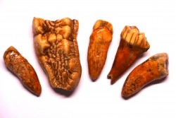 COLLECTION DE DENTS D' OURS DES CAVERNES - Ursus spelaeus - Pléistocène d'Europe