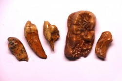 COLLECTION DE DENTS D' OURS DES CAVERNES - Ursus spelaeus - Pléistocène d'Europe