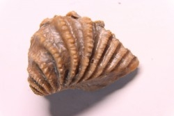 LINOTRIGONIA fittoni - Albien moyen - carriere Courcelles,  Villemoyenne, Aube, FRANCE