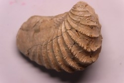 LINOTRIGONIA fittoni - Albien moyen - Le Gaty,  Aube, FRANCE