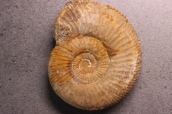 Garantiana tetragona - Bajocien sup - Evrecy, 14, FRANCE