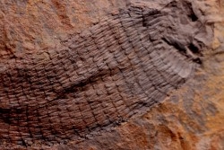 spiciformes bud:  Macrostachya infundubiliformis - Carboniferous, Stephanian - Graissesac, les Nieres, 34 - FRANCE