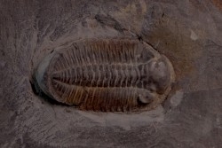 Phacopidina micheli  Llandelo inferieur  Mortain, la gare - 50 - FRANCE