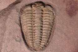 très gros Placoparia sp.  ordovicien sup - El Kaid Rami, Alnif, MAROC
