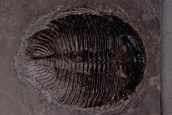Asaphopsoides brevica - ordovicien inférieur - tremadoc  Yongshun, Hunan, China