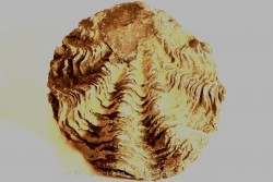 Ostrea nicaisei - Coniacien - Amérique du sud
