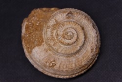 ORBONELLA THOMPSONORUM - Oxfordian - Tulear - MADAGASCAR