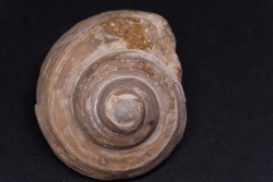 Bathrotomaria annejojfeae  - Oxfordien - Tulear - MADAGASCAR