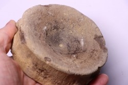 ichthyosaur vertebra : Brachypteruigus extremis - Kimmeridgian - Oxfordshire, UK
