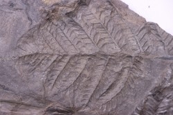 Fougère:  PECOPTERIS POLYMORPHA  Stephanian (carboniferous)  Graissesac, 34, FRANCE