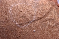 Triops cancriformis permiensis - saxonian - Lodève area - FRANCE