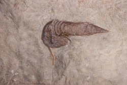 Leptaglaspis schmidti - Ordovicien - Fezouata formation - Zagora, Maroc