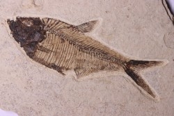 poisson fossile Diplomystus dentatus - WYOMING, USA