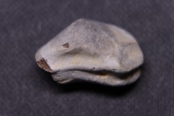Ptychodus mortoni - Cretaceous - Niobrara Chalk Fmt - Kansas - USA
