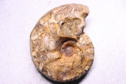 Buchiceras bilobatum - Coniacian - Peru