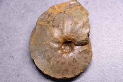 Heterotissotia peroni - Coniacian - Peru