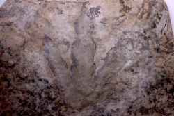 dinosaur foot print : Grallator variabilis