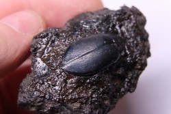 cybister explanatus - rancho la brea fmt - Californie, USA