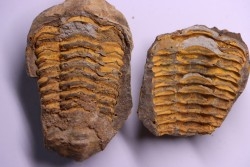 Flexicalymene ouzregui - Katien sup. - Jbel Tiskaouine, MAROC
